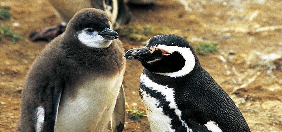 Colonia de Pingüinos en Isla Magdalena e Isla Marta 
