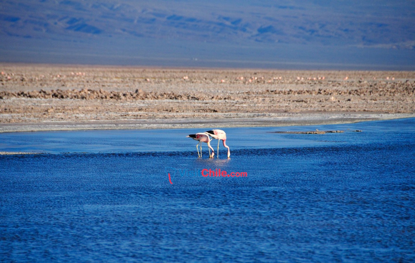 Mejores Tours de San Pedro de Atacama