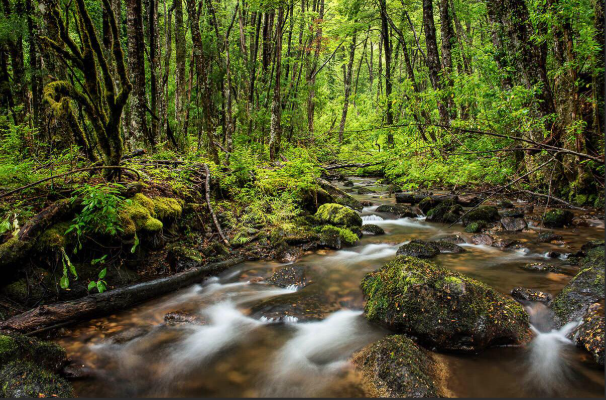 Pucon, Termas Geométricas and Park Huerquehue Tour