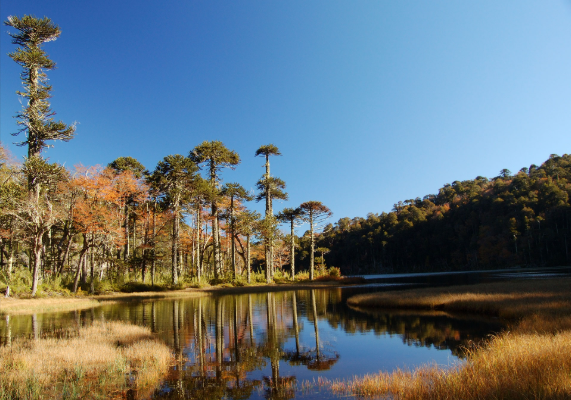 Paquete de Viaje Pucón, Huerquehue y Termas del Huife