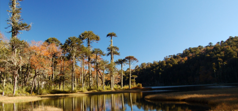 Trip to Pucón, Huerquehue and Termas del Huife