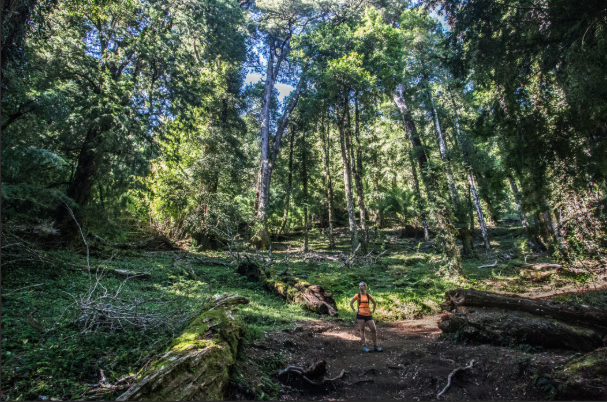 Paquete de Viaje Pucón, Huerquehue y Termas del Huife