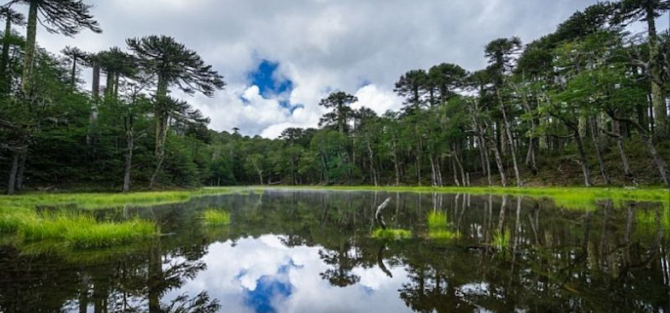 Trip to Pucón, Huerquehue and Termas del Huife