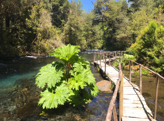 Paquete de Viaje Pucón, Huerquehue y Termas del Huife