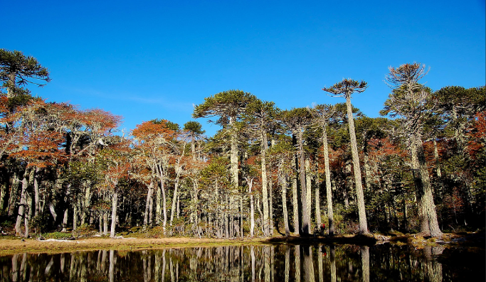 Paquete de Viaje Pucón, Huerquehue y Termas del Huife