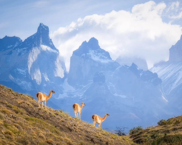 Puerto Natales & Torres del Paine – 5 dias / 4 noites