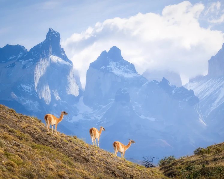 Puerto Natales & Torres del Paine – 5 dias / 4 noites - imagen #3