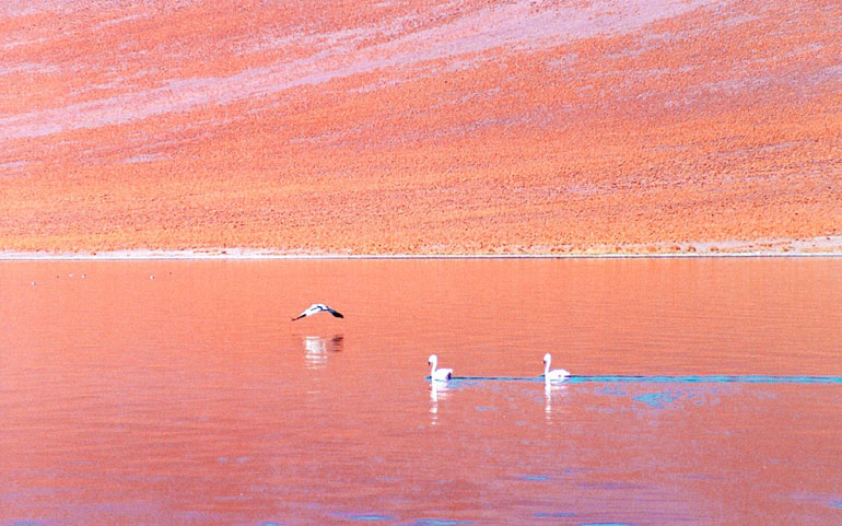 Altiplanic Lagoons and Atacama Salt