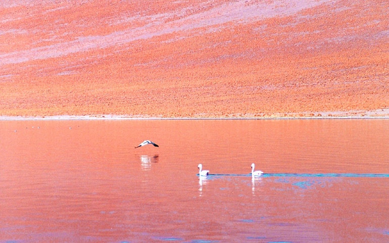 Altiplanic Lagoons and Atacama Salt - imagen #2