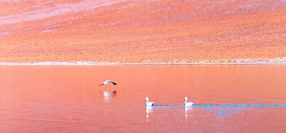 Altiplanic Lagoons and Atacama Salt