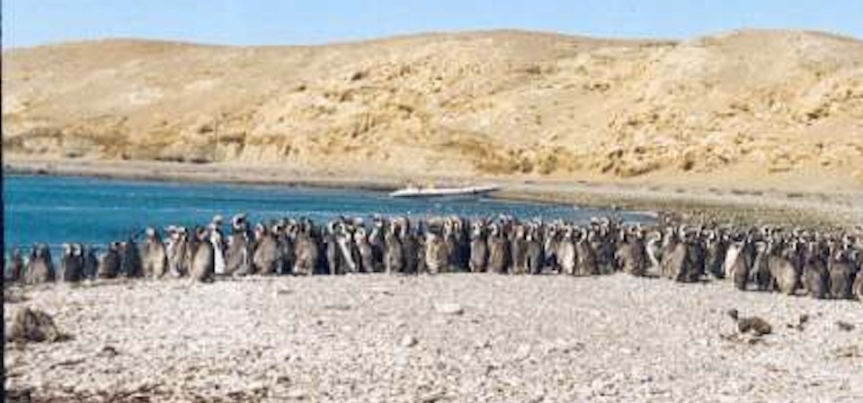 Navigation to Magdalena Island