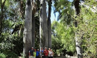 La Campana National Park - Ancient Forest Hike
