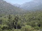 Parque Nacional La Campana - Hike al Bosque Milenario