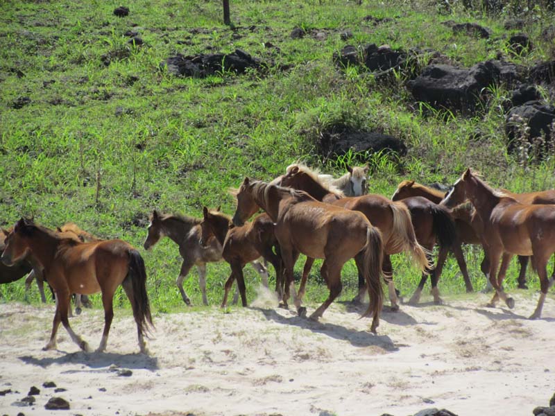 Horseback Riding in Easter Islan