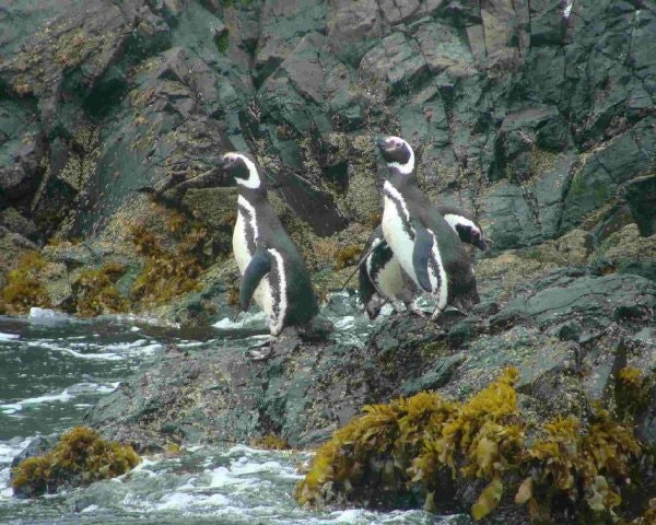 Chiloé Island: Ancud & Puñihuil - imagen #4