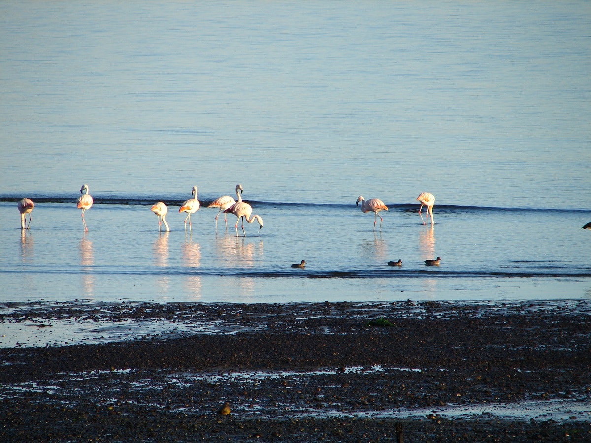 Chiloé Island: Ancud & Puñihuil - imagen #6